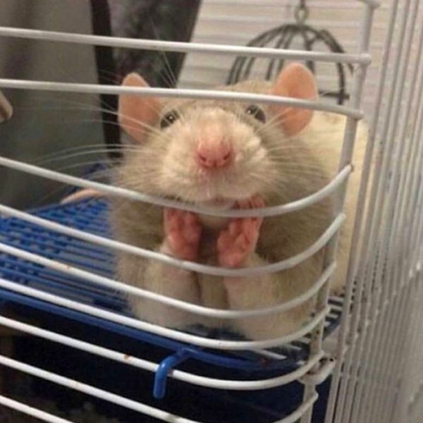 Hello3.thumb.jpg.fa91b0ffc8d0f9dbbb65bd2b144d09dc.jpg