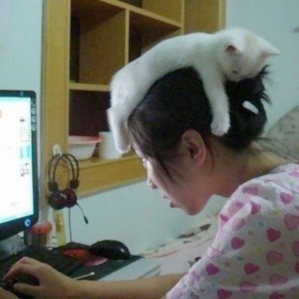 Katze1.thumb.jpg.14771f862093f25e3ad58390d021e26c.jpg
