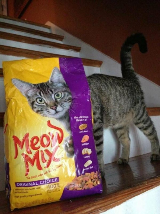 Meow1.thumb.jpg.b61ca5b906d23b0597a3e26076d5dcc5.jpg