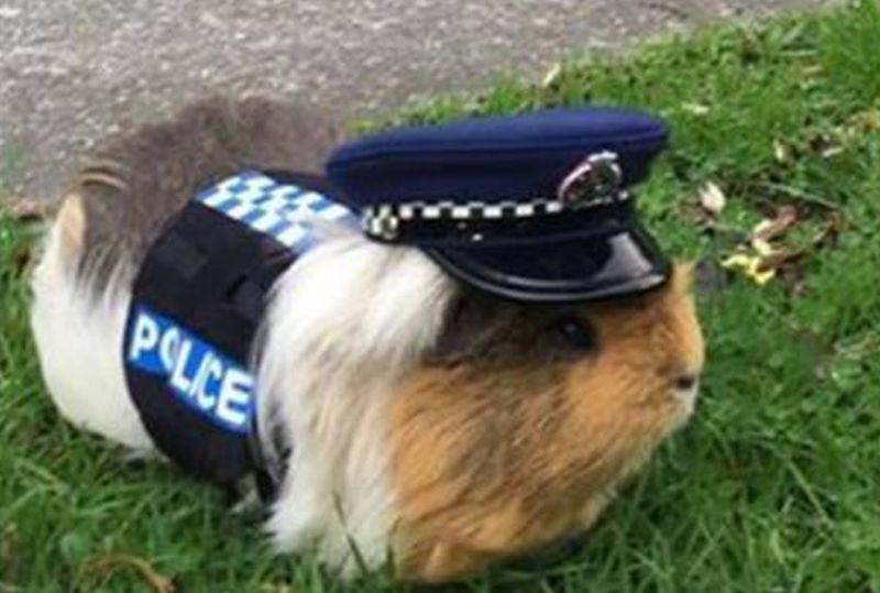 Police2.jpg.a77331ca02f5824af4ac083081c6a297.jpg