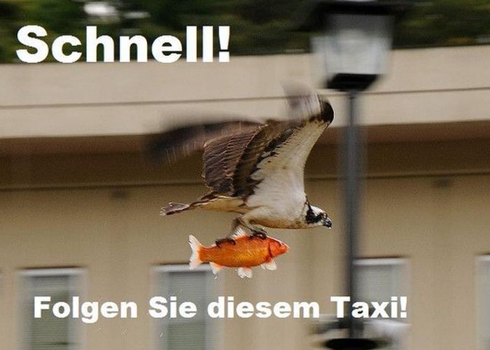 Taxi2.jpg.5410a0b98e6d5ed0d9a783531deb82a0.jpg