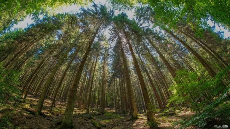 Wald.thumb.jpg.3c63df6eec84a37a08509f6139af8ee6.jpg
