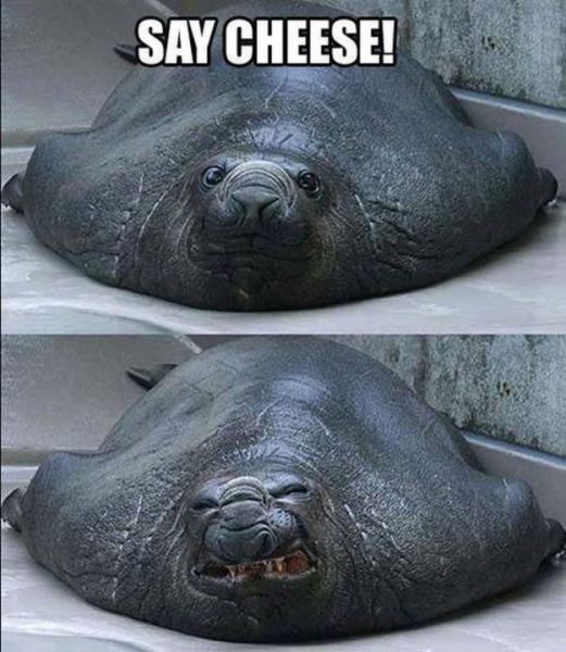 Cheese.thumb.jpg.5bba13a07734bf954f6dd07b7dc7c065.jpg