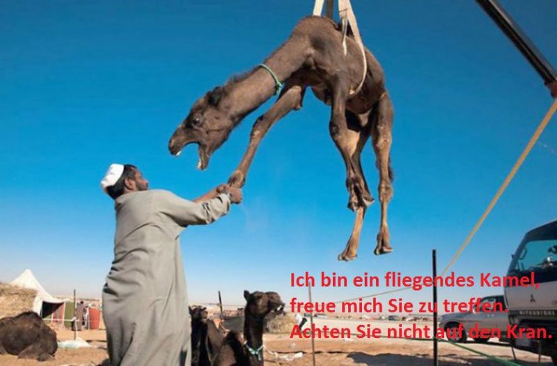 Kamel.thumb.jpg.54ef46c158043a8d1a007aedf81b358b.jpg