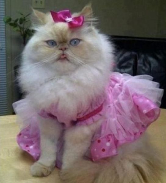 Kitty.thumb.jpg.a4e25cdf3f775b7d40e7465eb42a435c.jpg