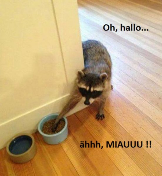 Miau.thumb.jpg.585dc0aeb9d7b71e966725526bccccc8.jpg