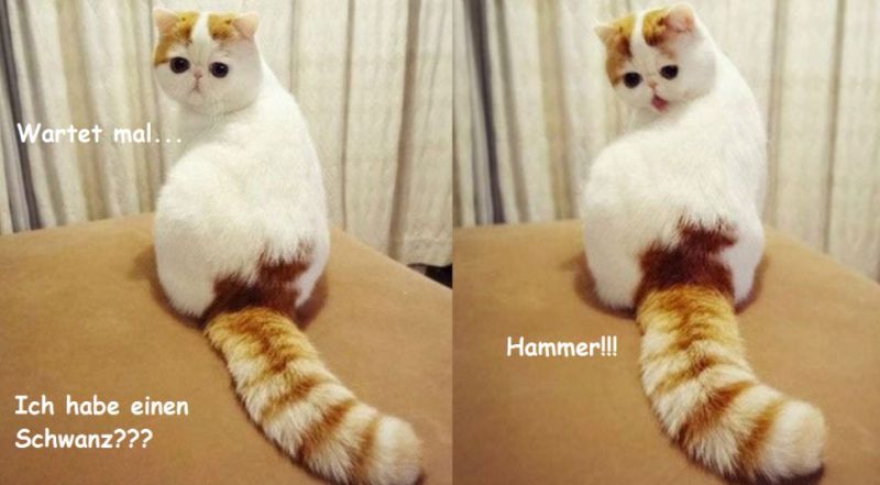 Schwanz.thumb.jpg.c1f1498af8dc1b718e8e0c22de3abd14.jpg