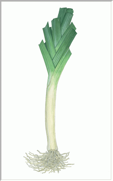 botanik-lauch.gif