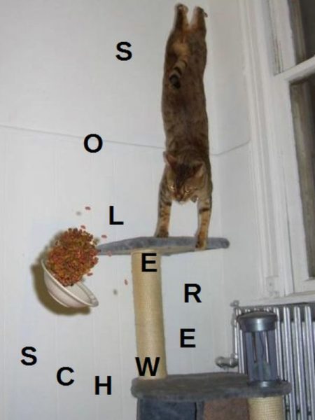 Katze2.thumb.jpg.805ca972b12358ad316df8d07f3812ae.jpg