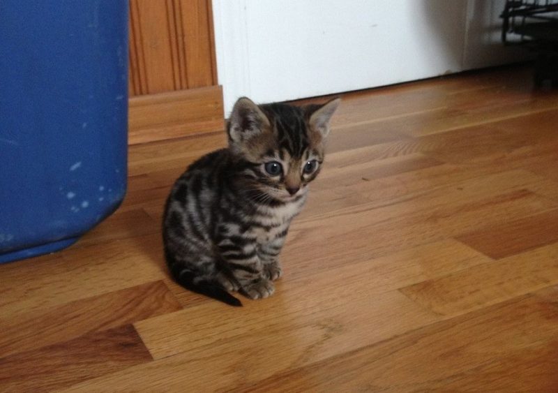 Katze2.thumb.jpg.9e02ddafce4ade19e21031cd7bafe4f2.jpg