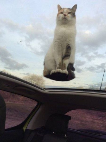 Katze3.thumb.jpg.28ac5be5f74fa9cc5d45f8772c98cc9e.jpg