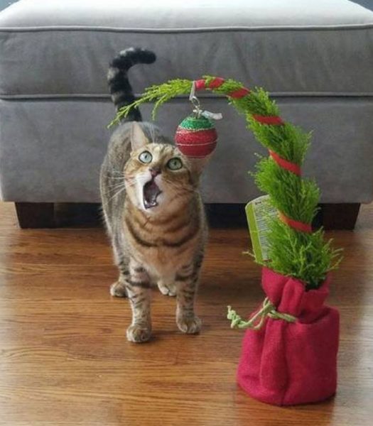 Katze5.thumb.jpg.8d10f4ee093b17b72a9b8dce53d5406e.jpg