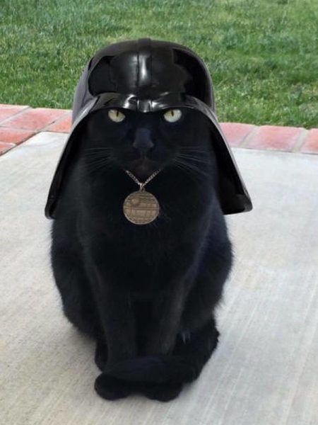 Katze8.thumb.jpg.96dfd24e101cfddb8b932096dcbfab92.jpg