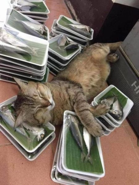 Katze1.thumb.jpg.468c7cca577c27e4372f2dea9c9b7e9a.jpg