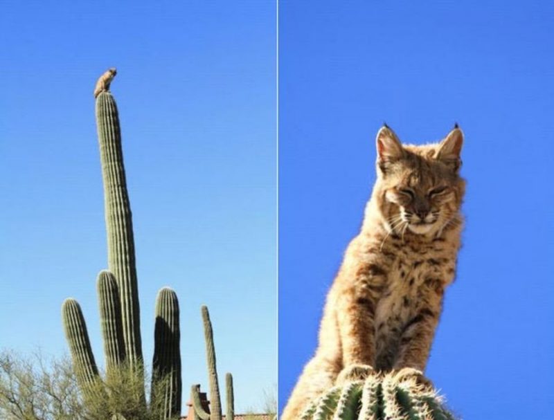 Katze1.thumb.jpg.d06eb70c54fced067fae7bc280a99950.jpg