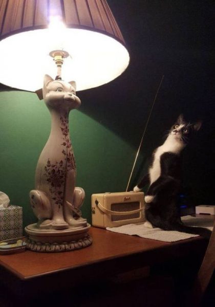 Katze2.thumb.jpg.6c2a0f0bbc8f35013f648ff84fc1536c.jpg