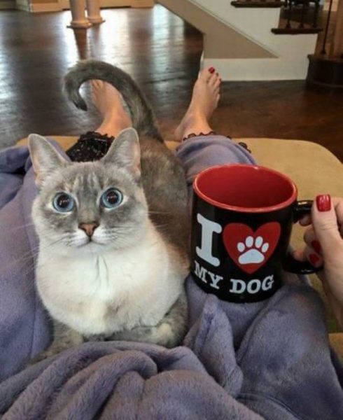 Katze4.thumb.jpg.0cdbdc603b4ee63c46d2a7288a35af7e.jpg