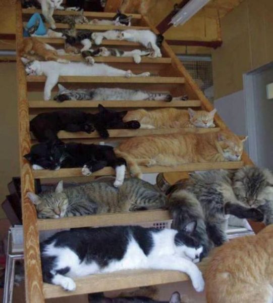 Katze6.thumb.jpg.ae3143ad5dc75cb456f278478313b2c1.jpg