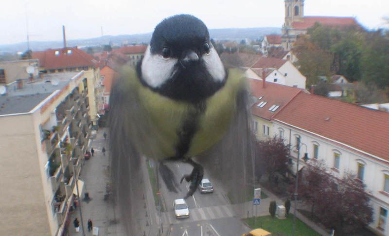 Vogel.jpg.857d84b3a101b7ff7cf69f9bde724e34.jpg