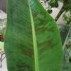 Bananenblatt