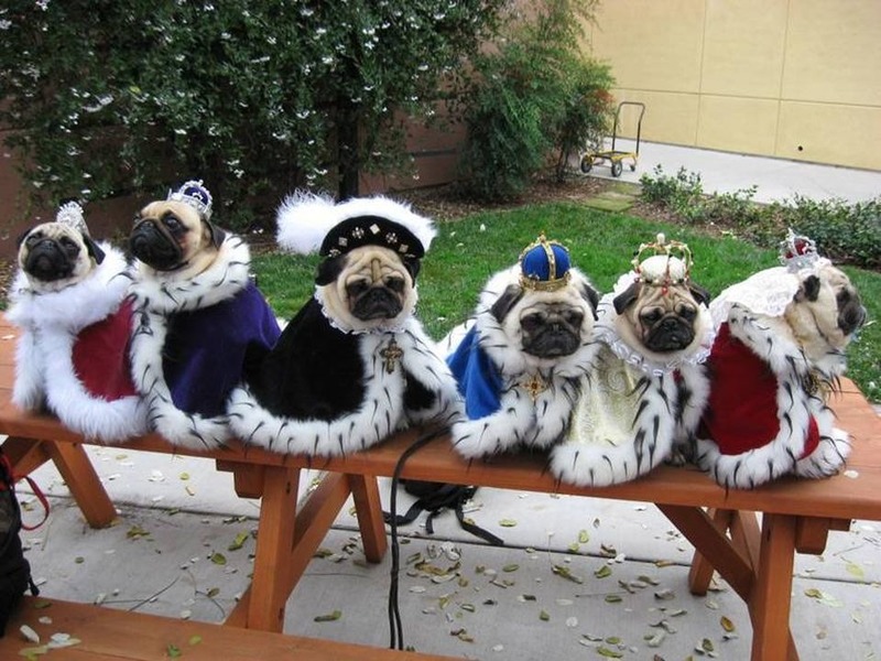 Hunde1.thumb.jpg.c9ef02b09a8ecbcbd0aabbbf1a2a0331.jpg