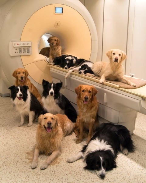 Hunde2.thumb.jpg.673eae1226cc9f43160deaa885d1b32a.jpg