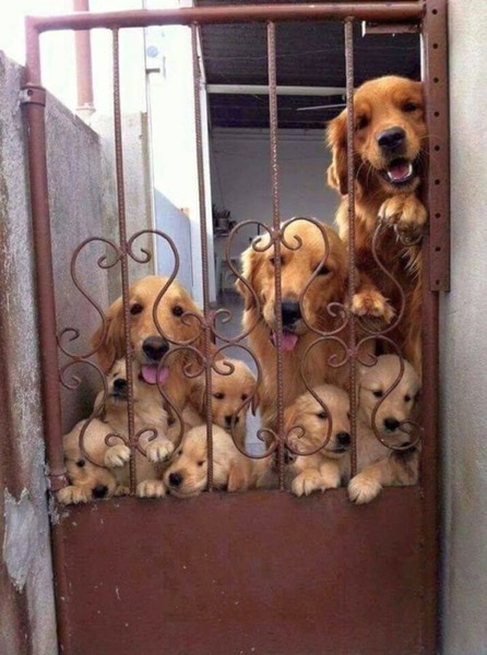 Hunde3.thumb.jpg.49ccd7afcbbcace6669e5c17a9cdc51e.jpg