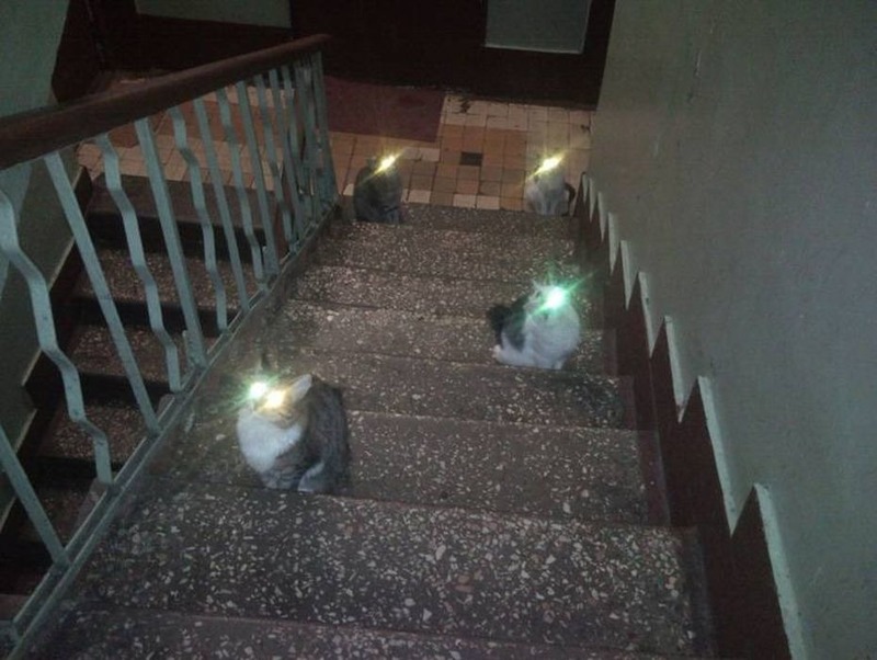 Katzen.thumb.jpg.59ecfb612e611c7819b429a2f58df713.jpg