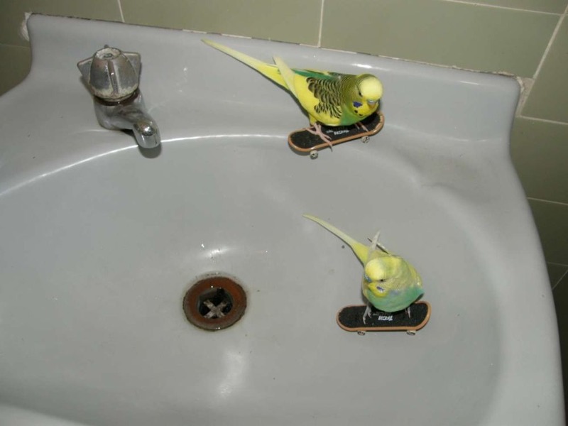 Skate.thumb.jpg.24fbac3d31f4211b4fca23e49dd75c16.jpg