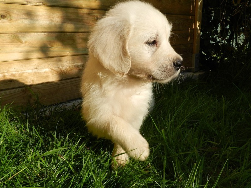 puppy-2255248_960_720.thumb.jpg.685560935d8487580210e95d6c025865.jpg