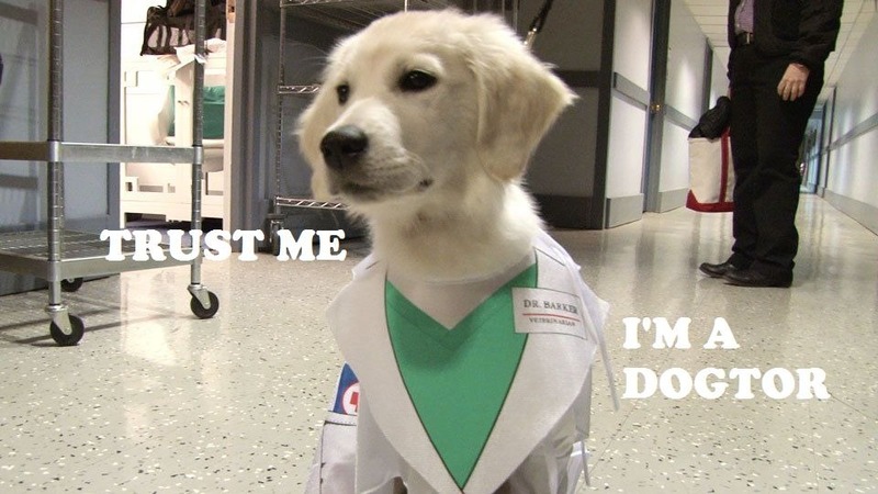 Dogtor.thumb.jpg.1280af01bb9ef0286cebeaec0e4efb3a.jpg