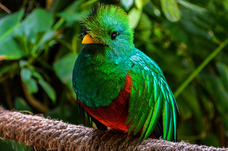 quetzal_agn.jpg