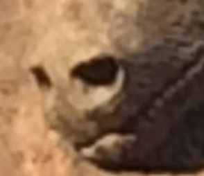 63184246-9911-42C7-95B9-3BB6BD1F6C50.jpeg.4bf001ca63b7ec44fddd08b1ff2f9a86.jpeg