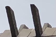 1162543B-0A10-4FAA-8AD0-2939189680EA.jpeg.8b33ffb6f0634c33817a419fb30a45d4.jpeg