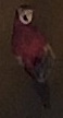 477394994_IMG_21802.jpeg.3f595aee4537f5baaeeffd7f01d60879.jpeg